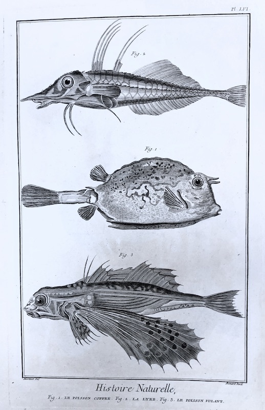 Acuáticos - Histoire Naturelle (Pez Volador), Fig. 1. Le Poisson Coffre, Fig. 2. La Lyre, Fig. 3. Le Poisson Volant - Pl. LVI